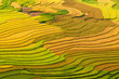 Terraced rice fields