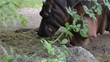 Close-up of a hippo eats in zoo 