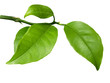 Photo: Fresh limes Fresh limes