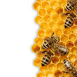 Macro of working bee on honeycells.