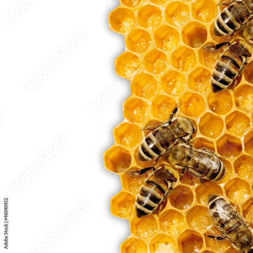 Photo: Macro of working bee on honeycells. Macro of working bee on honeycells.