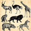Animaux Sauvage d'Afrique
