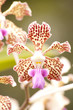 Beautiful spotted flowers