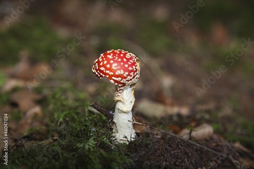 Photo: Pilz Pilz