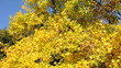 Video: Herbstbäume Herbstbäume