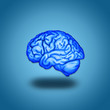 cerveau
