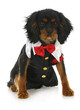 formal dog