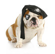 dog pirate