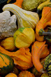 coloquintes