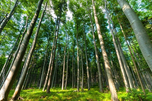 Photo: Bright forest angle shot Bright forest angle shot