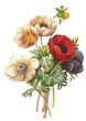 flower illustration