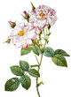 flower illustration