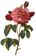 flower illustration