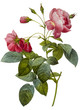 flower illustration