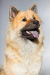 Young Eurasier dog. Closeup shot. Studio shot isolated