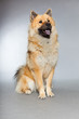 Young Eurasier dog. Sitting. Total shot. Studio shot isolated
