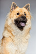 Young Eurasier dog. Closeup shot. Studio shot isolated
