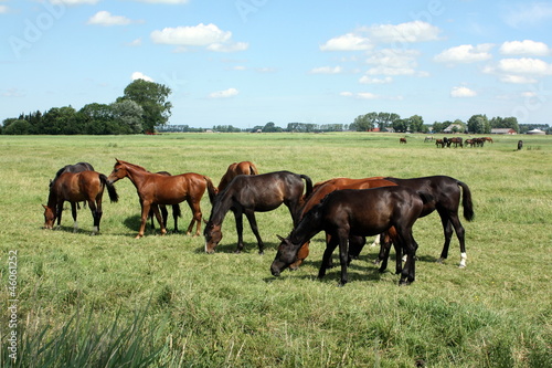 Photo: Group horses in the meadow Group horses in the meadow