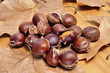 roasted chestnuts, typical snack in All Saints Day in Spain