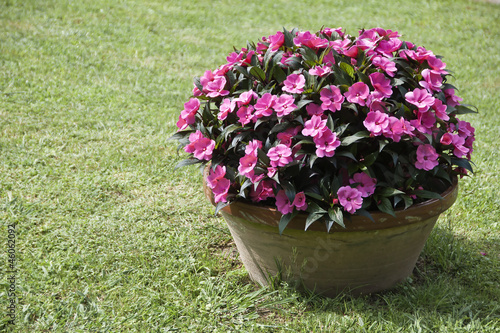 Photo: begonia begonia