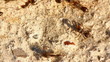 ants macro