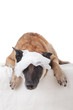 Hund mit aufgegangenem Kopfverband