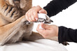 Pfotenverband beim Hund anlegen