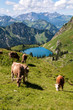 Kühe am Seealpsee