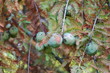 Bald Cypress (Taxodium distichum) - Cones and leaves