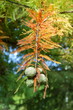 Bald Cypress (Taxodium distichum) - Cones and leaves