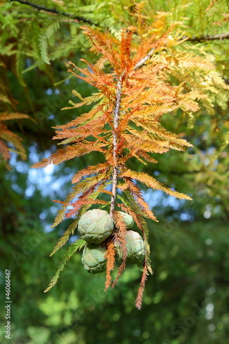 Photo: Bald Cypress (Taxodium distichum) - Cones and leaves Bald Cypress (Taxodium distichum) - Cones and leaves