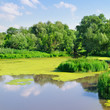 pond with water plants