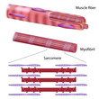 Structure of skeletal muscle fiber, eps10