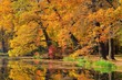 Eiche im Herbst - Oak tree in fall 04
