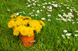 Löwenzahn und Gänseblümchen auf grüner Wiese