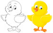 Chick