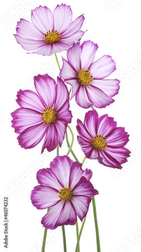 Photo: cosmos cosmos