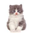 Foto: Beautiful angora kitten with gray and soft hair Beautiful angora kitten with gray and soft hair