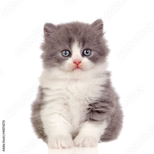 Photo: Beautiful angora kitten with gray and soft hair Beautiful angora kitten with gray and soft hair