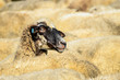 Photo: Sheep herd Sheep herd