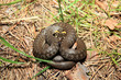 grass snake (Natrix), is a european non-venomous snake