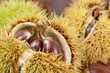 Foto: Frucht von Edelkastanie Frucht von Edelkastanie