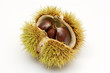 Frucht Edelkastanie