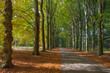 Indian summer in a forest at fall
