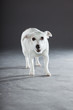 Cute and funny white jack russell dog isolated on grey.