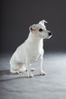 Cute and funny white jack russell dog isolated on grey.