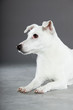Cute and funny white jack russell dog isolated on grey.