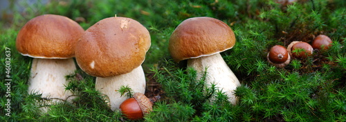 Photo: Ceps with moss Panorama Ceps with moss Panorama