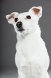 Cute and funny white jack russell dog isolated on grey.