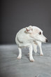 Cute and funny white jack russell dog isolated on grey.